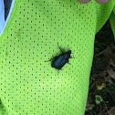 Black flower beetle