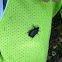 Black flower beetle