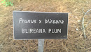 Blireana Plum