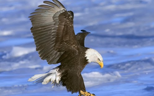 Download Eagle Wallpaper HD APK
