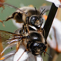 Carpenter Bee; Abeja carpintera