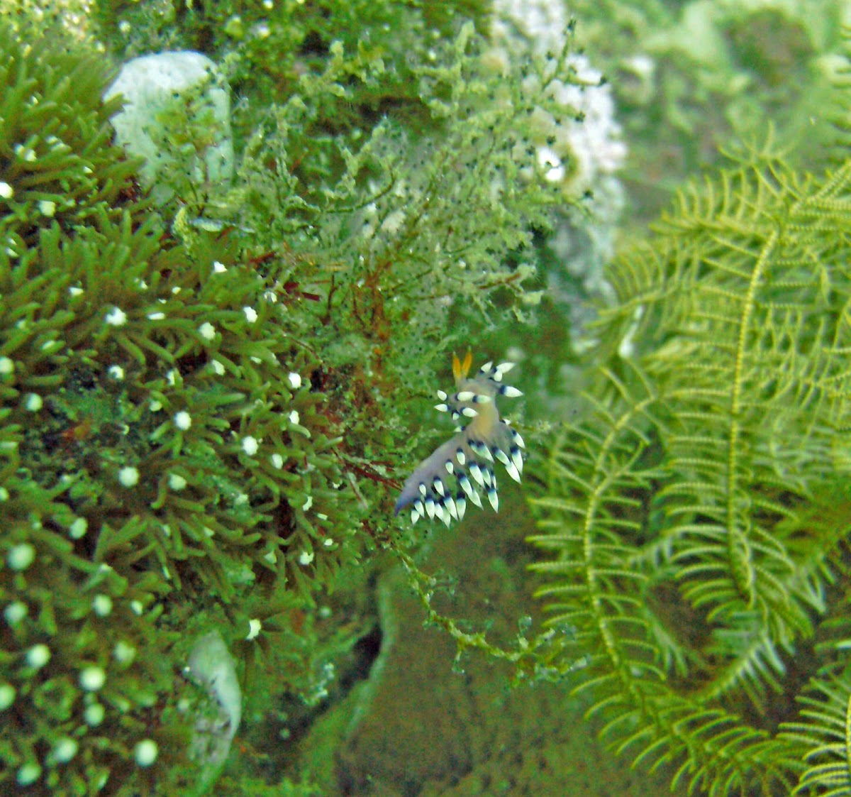 Flabellina exoptata