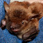 Big Brown Bat