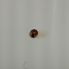 Multicolored Asian Lady Beetle