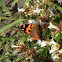 Indian red admiral