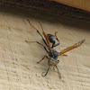 Western Paper Wasp (male)