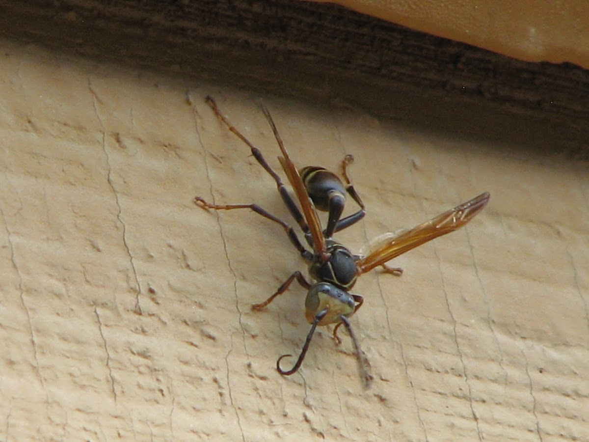 Western Paper Wasp (male)