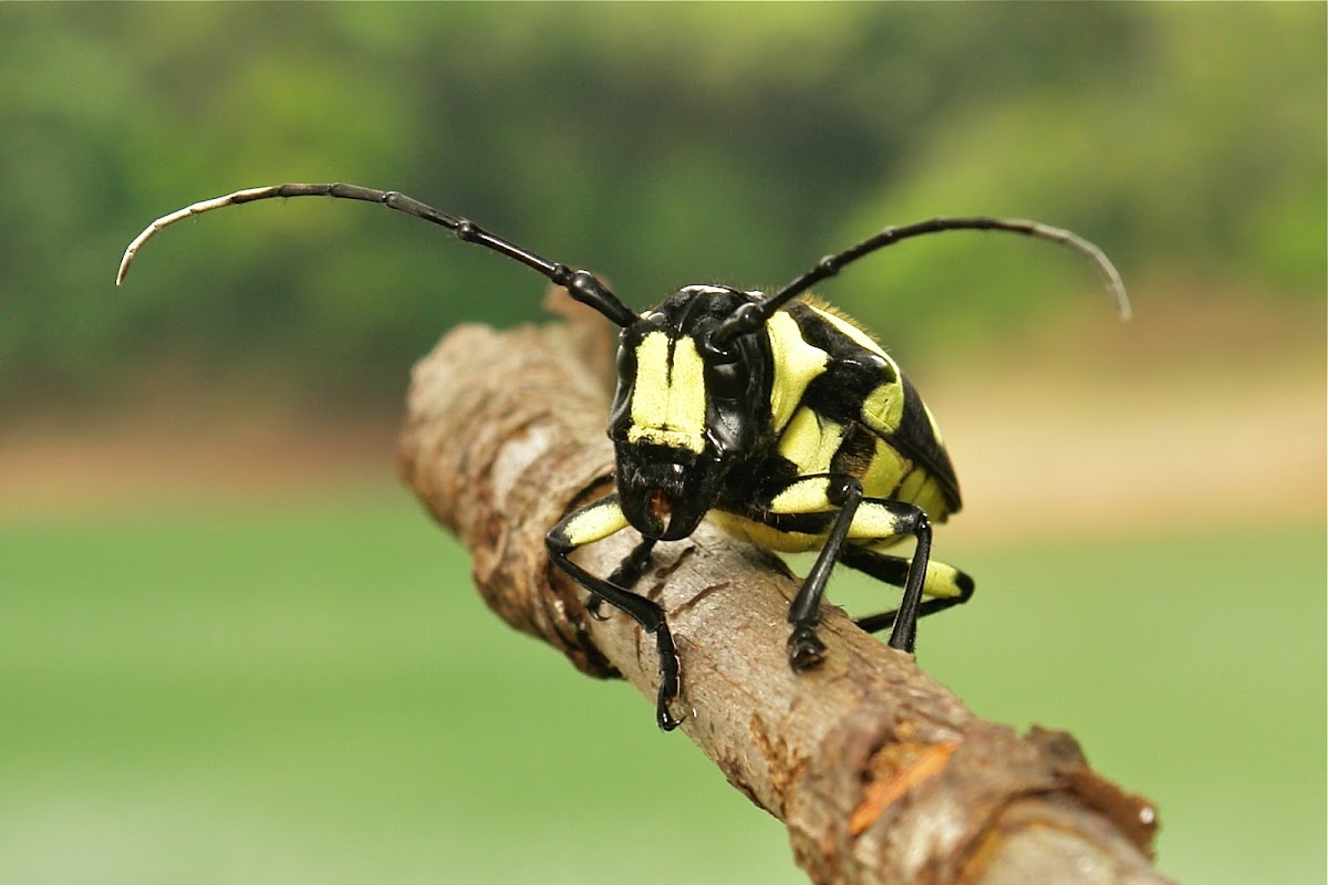 Longhorn Beetle