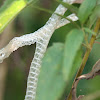 Snake Skin (Western Ribbon Snake)