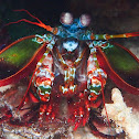 Male Peacock Mantis Shrimp