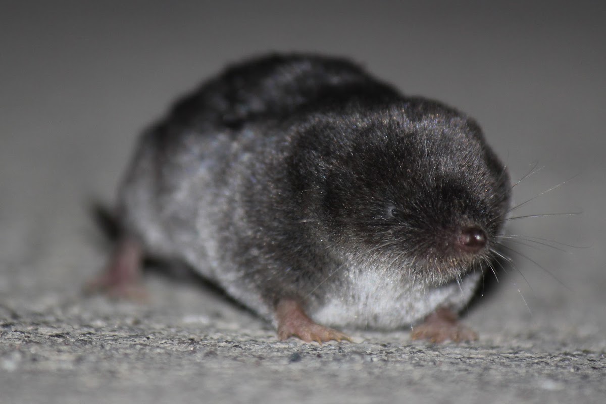 Northern Short-Tailed Shrew?