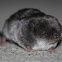 Northern Short-Tailed Shrew?