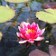Red Pygmy Water Lily