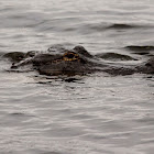 American Alligator