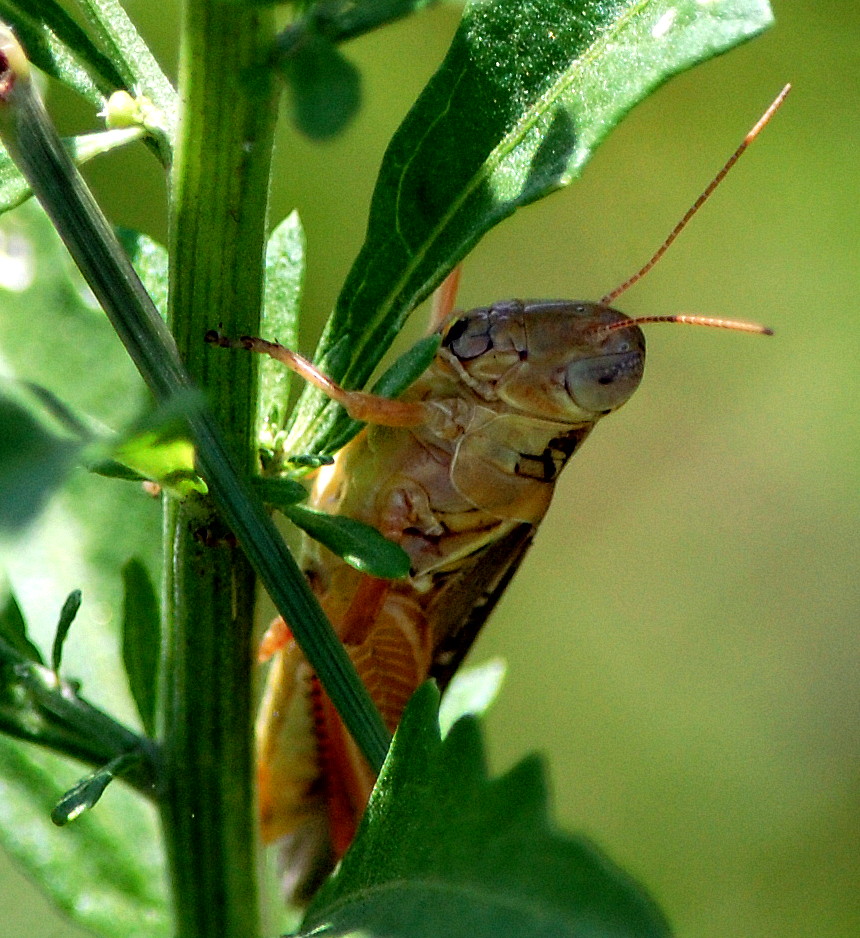 Brown Locust