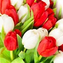 Beautiful Tulips Wallpaper logo