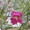 Desert Willow