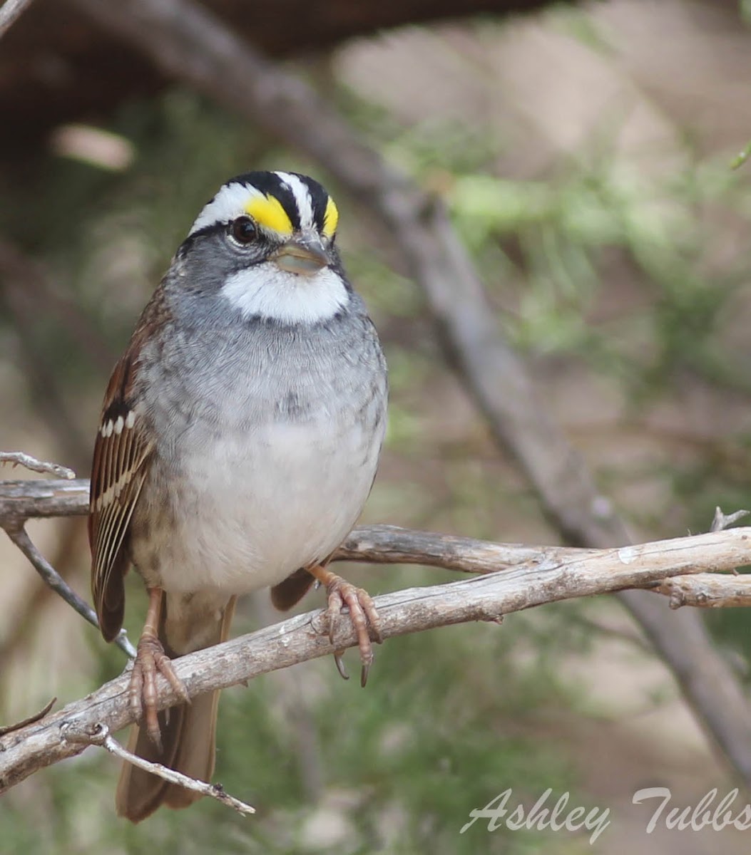 White-throated Sparrow