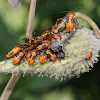 Large milkweed bugs (mostly nymphs)