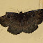 Erabus moth
