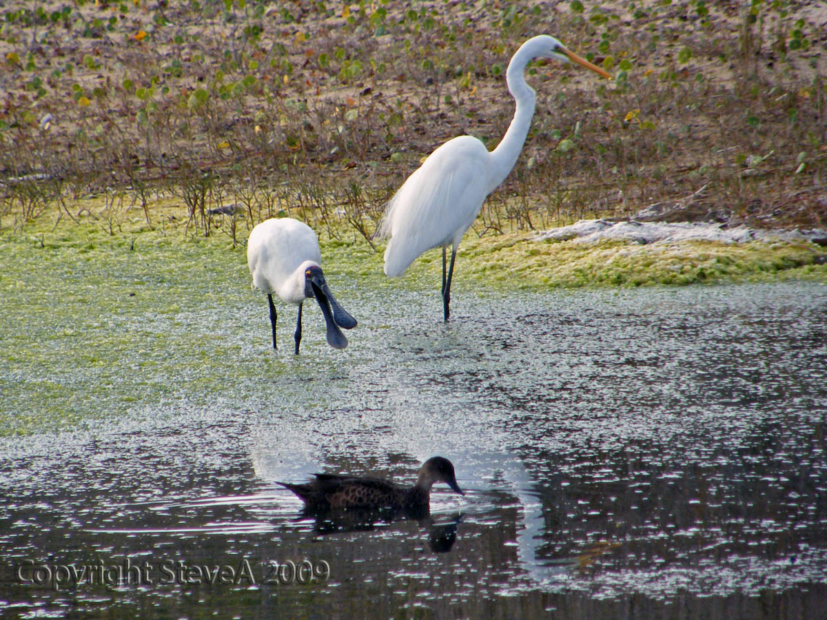 Royal Spoonbill (and friends)