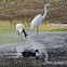 Royal Spoonbill (and friends)
