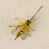 Yellow-banded Ichneumon Wasp