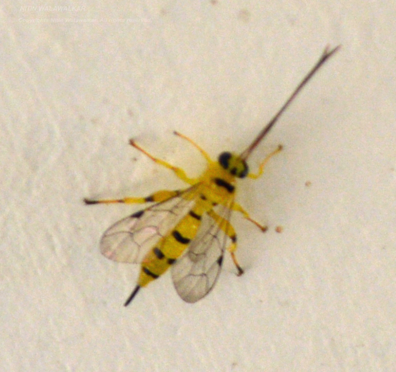 Yellow-banded Ichneumon Wasp