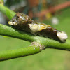 Eastern Giant Swallowtail Caterpillar
