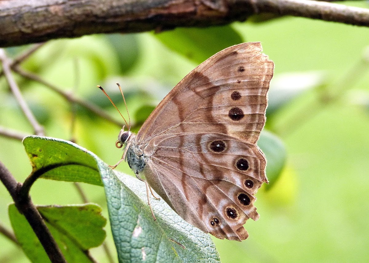 Northern Pearly Eye Butterfly