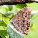 Northern Pearly Eye Butterfly