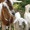 Goat (Domestic)