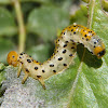 False caterpillar of rosebush.