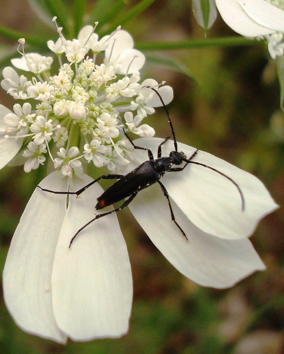 Black Longhorn Beetle / Schwarzer Schmalbock