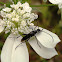 Black Longhorn Beetle / Schwarzer Schmalbock