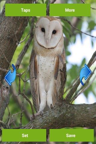 【免費生活App】Owls Wallpapers-APP點子