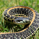 Garter Snake