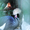 Grey Crowned Crane