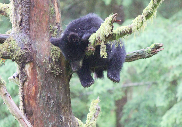 A bear cub takes a little nap on a tree near Ketchikan, Alaska.