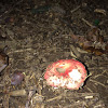 Red russula