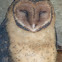 Tasmanian Masked Owl