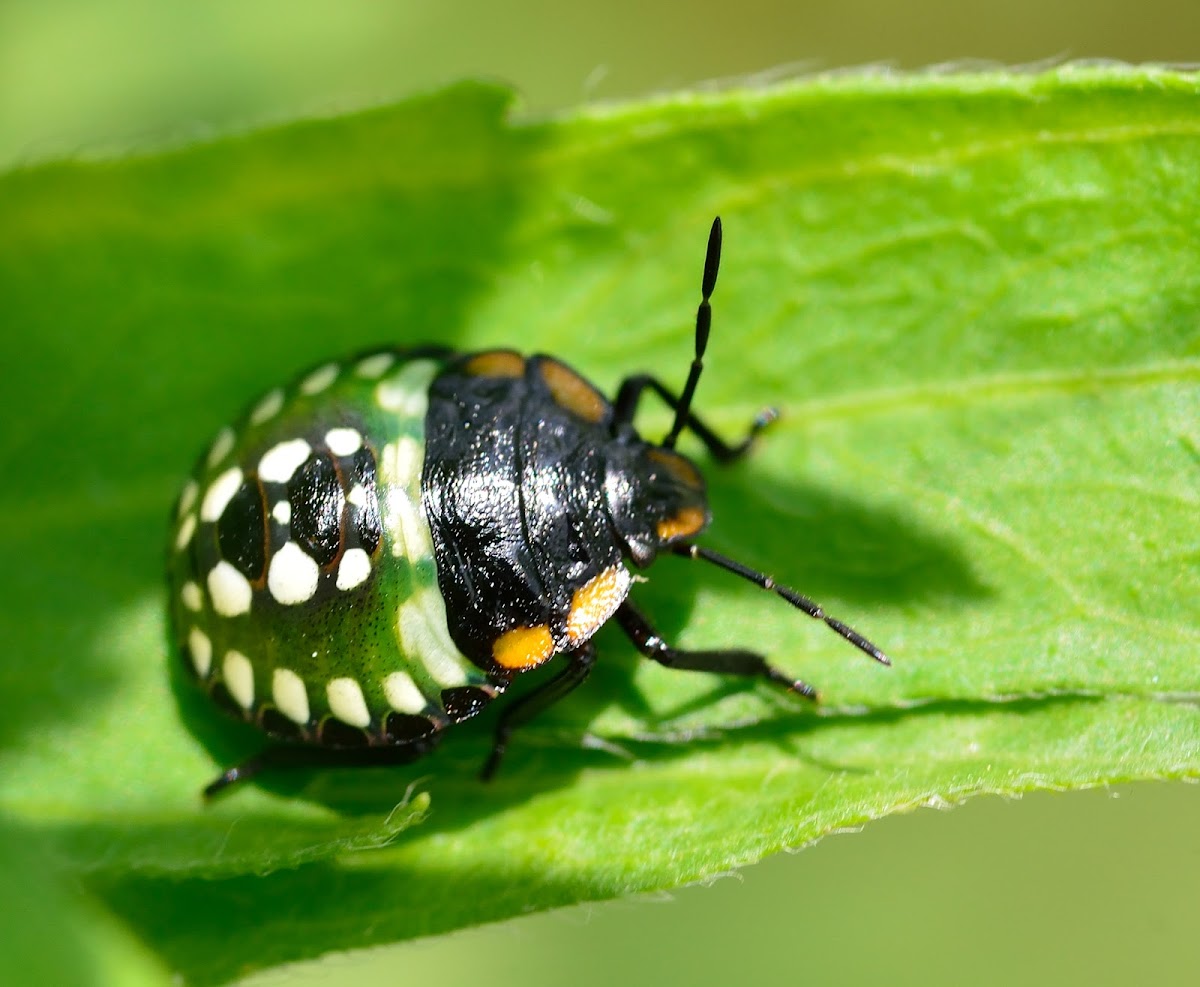Southern Green Stink Bug Nymph