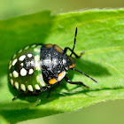 Southern Green Stink Bug Nymph