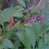 Pokeweed, has reddish stems