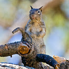 Ardilla de Pedregal (California Ground Squirrel )