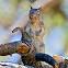Ardilla de Pedregal (California Ground Squirrel )