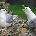 Fulmars