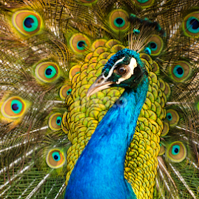 Dancing ... by Ani Das - Animals Birds
