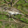 Rose-breasted Grosbeak female