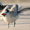 Royal tern